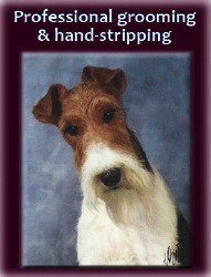 Just Terriers Orlando dog groomer.jpg